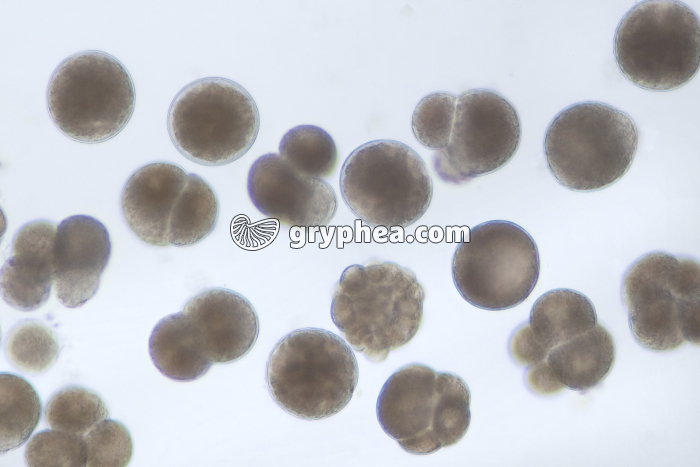 Embryons de Moule (Mytilus edulis) - Divers stades de développement x25 - gryphea.org